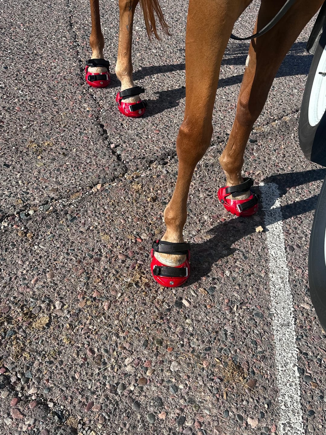 Customer photo review of Renegade® Viper Shield™ Hoof Boot - Dragon Fire Red