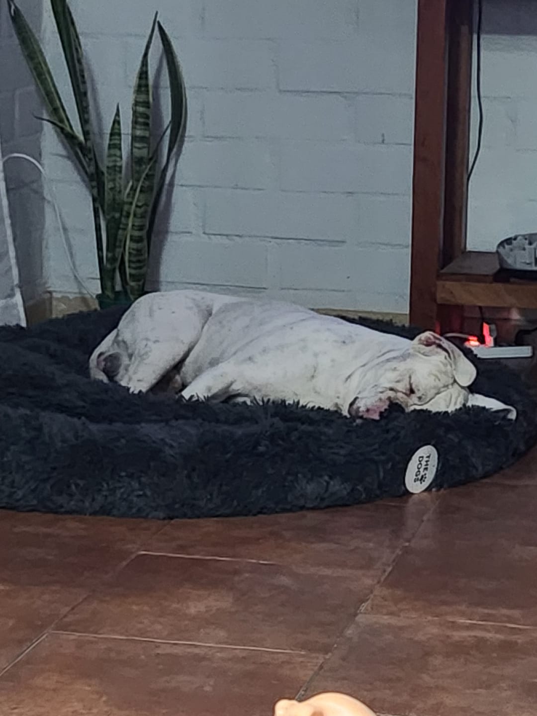Customer photo review of Cama Anti-Estrés THE DOGS — Menos ansiedad, más descanso