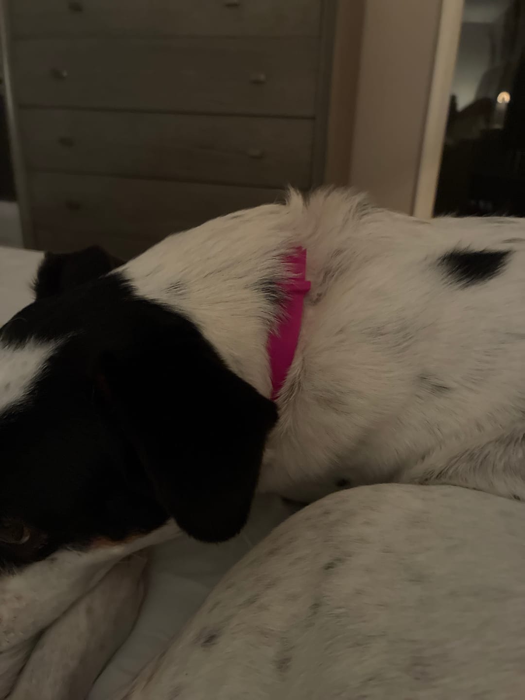 Customer photo review of FurLife™ - 8 Months All Natural Flea and Tick Collar for Dogs