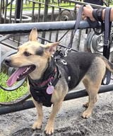 Customer photo review of Dental&Breath Spray- Fresh Puppers
