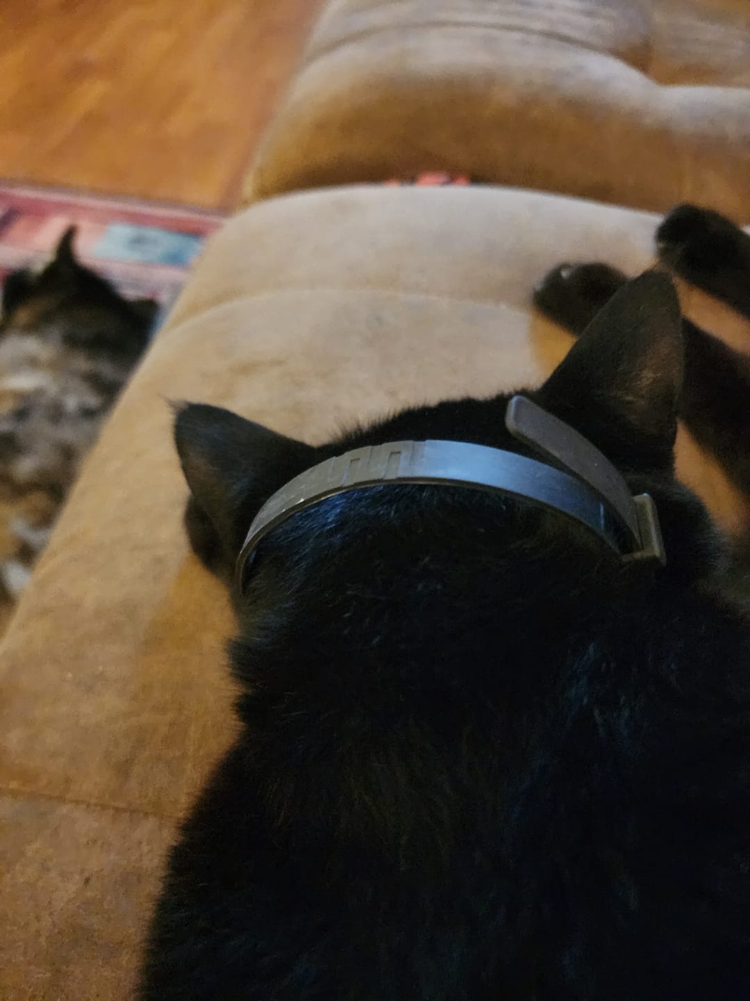 Customer photo review of FurLife™ 8 Months Flea and Tick Free