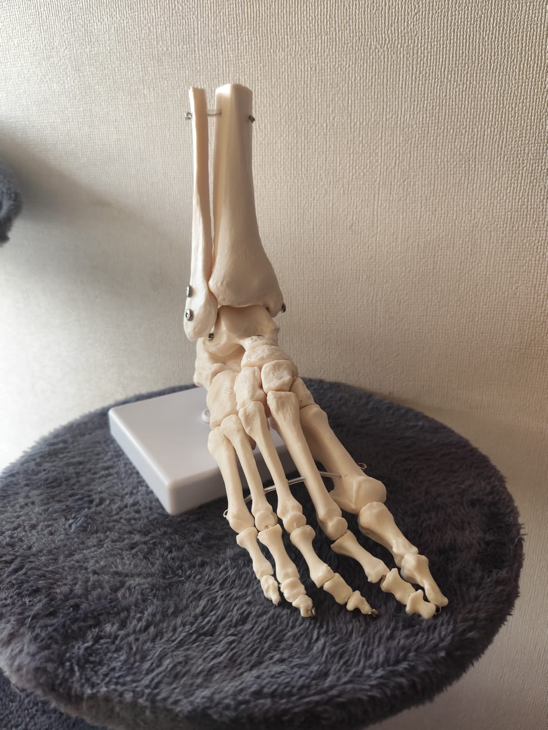 Customer photo review of Pie y Tobillo Esqueleto Humano