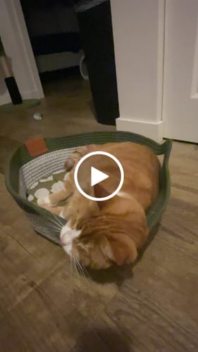 Customer video review of Instinct Basket | Meet the first research-backed natural territory for indoor cats
