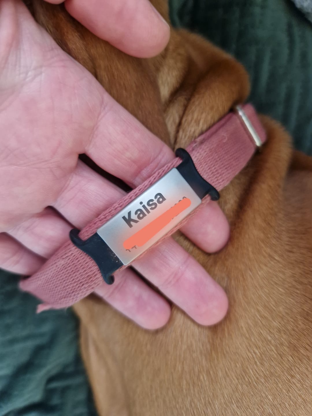 Customer photo review of Klapperfreie Hundemarke Silikonslider mit Edelstahl-Schild für Halsbänder inkl. GRATIS Gravur