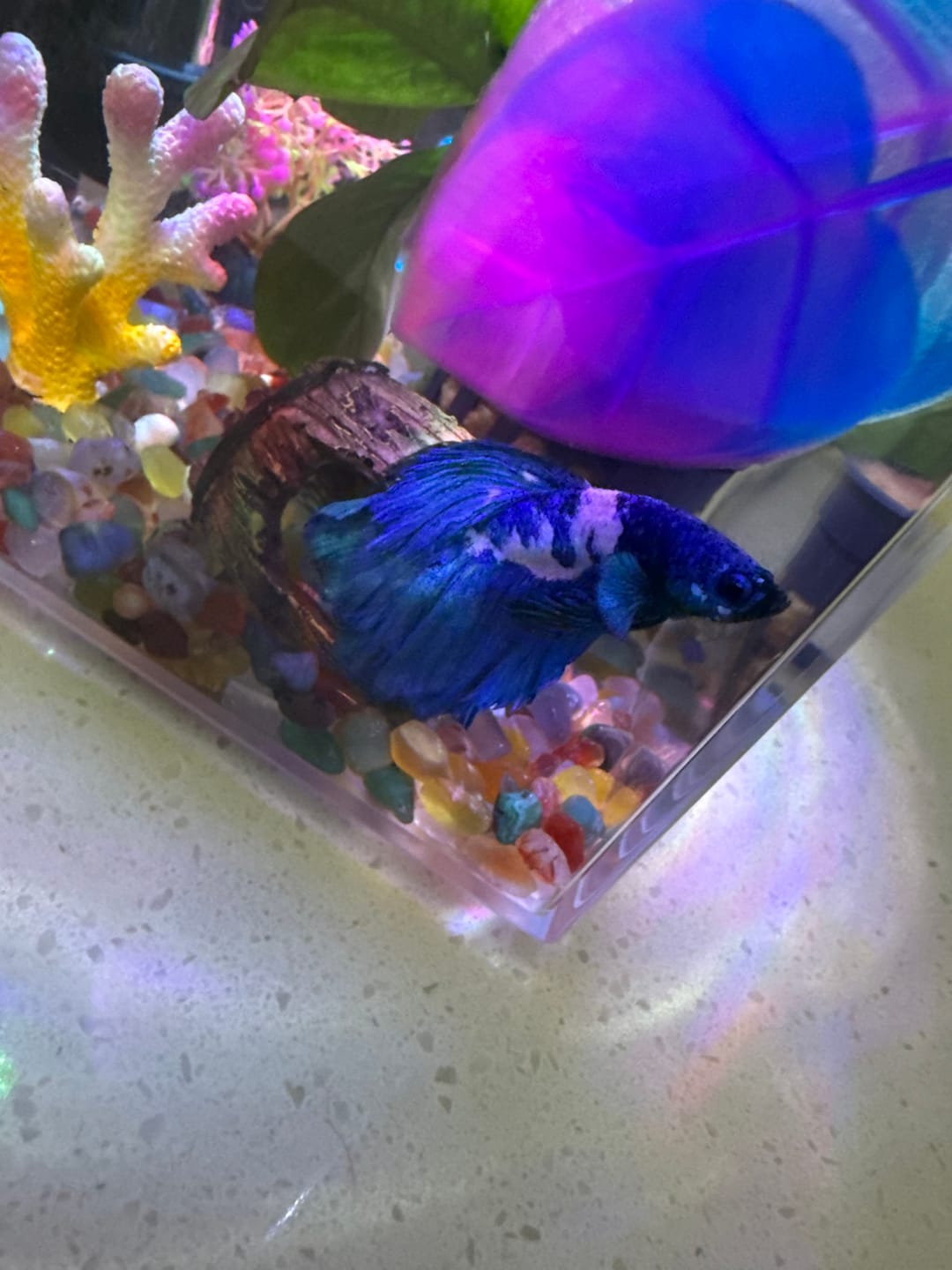 Customer photo review of Blue Marble Dot Halfmoon Male Betta Fish | Grower Pick