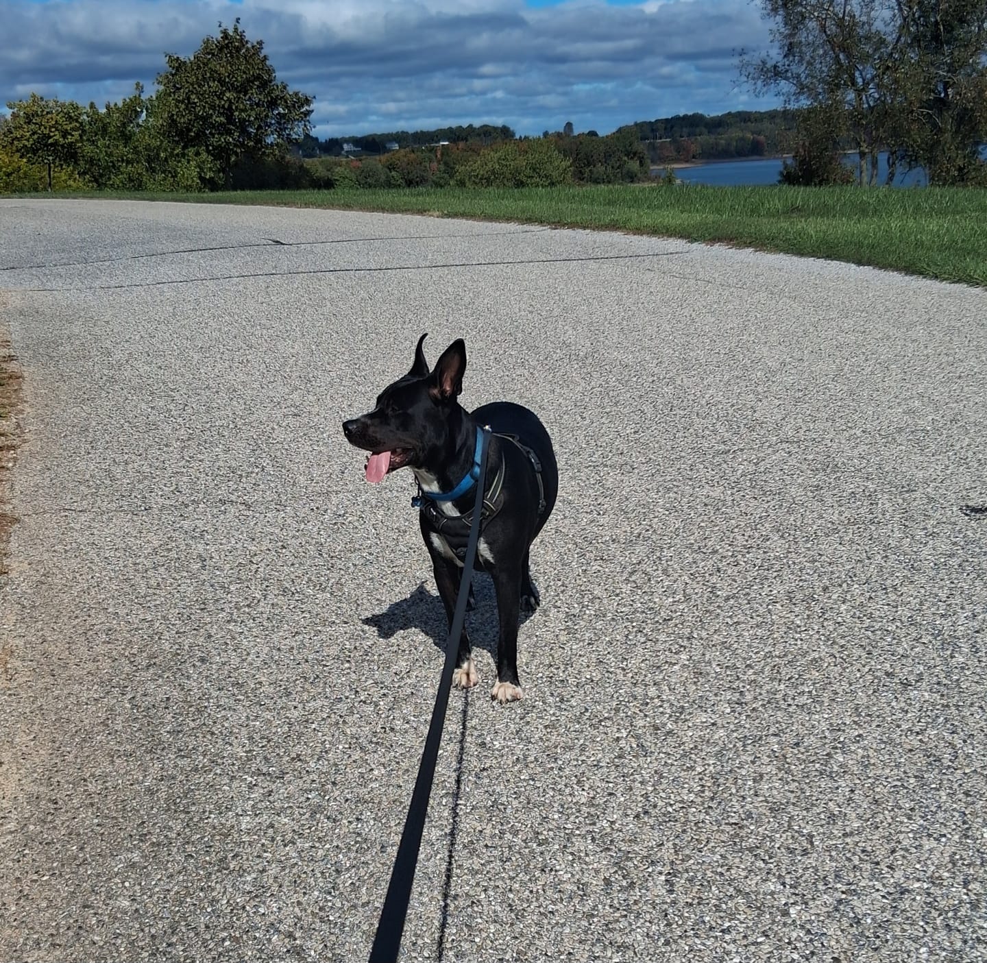 Customer photo review of Wholly Pup Gift Card