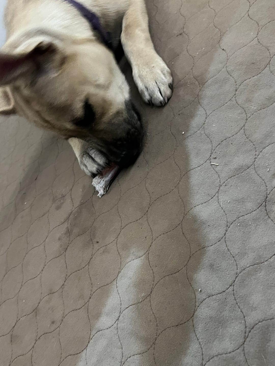 Customer photo review of 6 Inch Thick Bully Stick