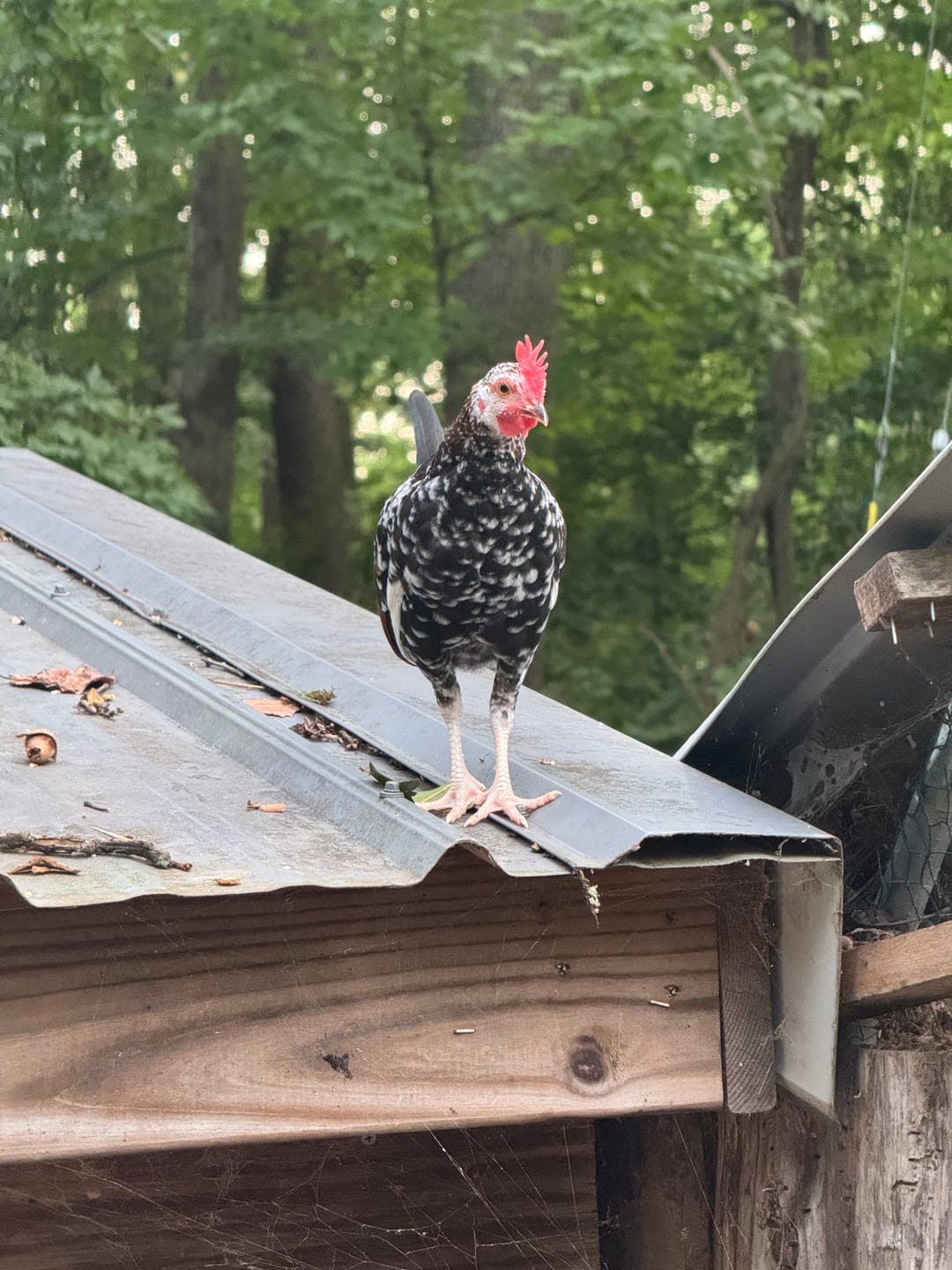 Customer photo review of Nesting Herbs - Control Odors & Keep Coops Mite & Lice-Free