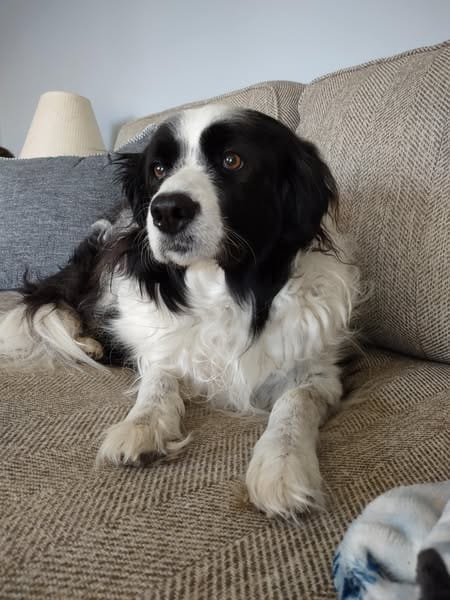 Customer photo review of ClearVision™  Food Drops Daily Eye Support for Dogs