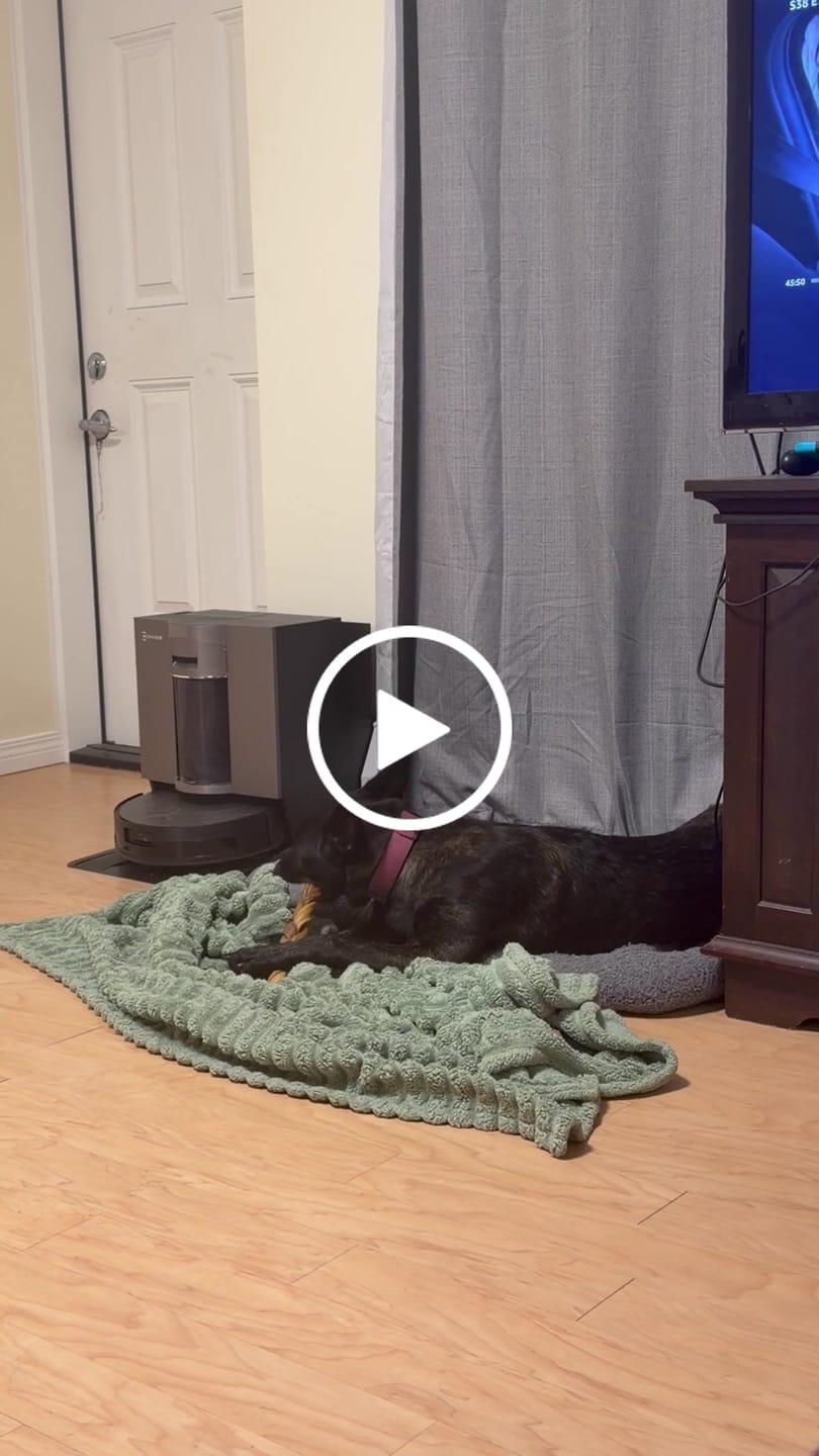 Customer video review of 10-12 Inch Braided Collagen Stick