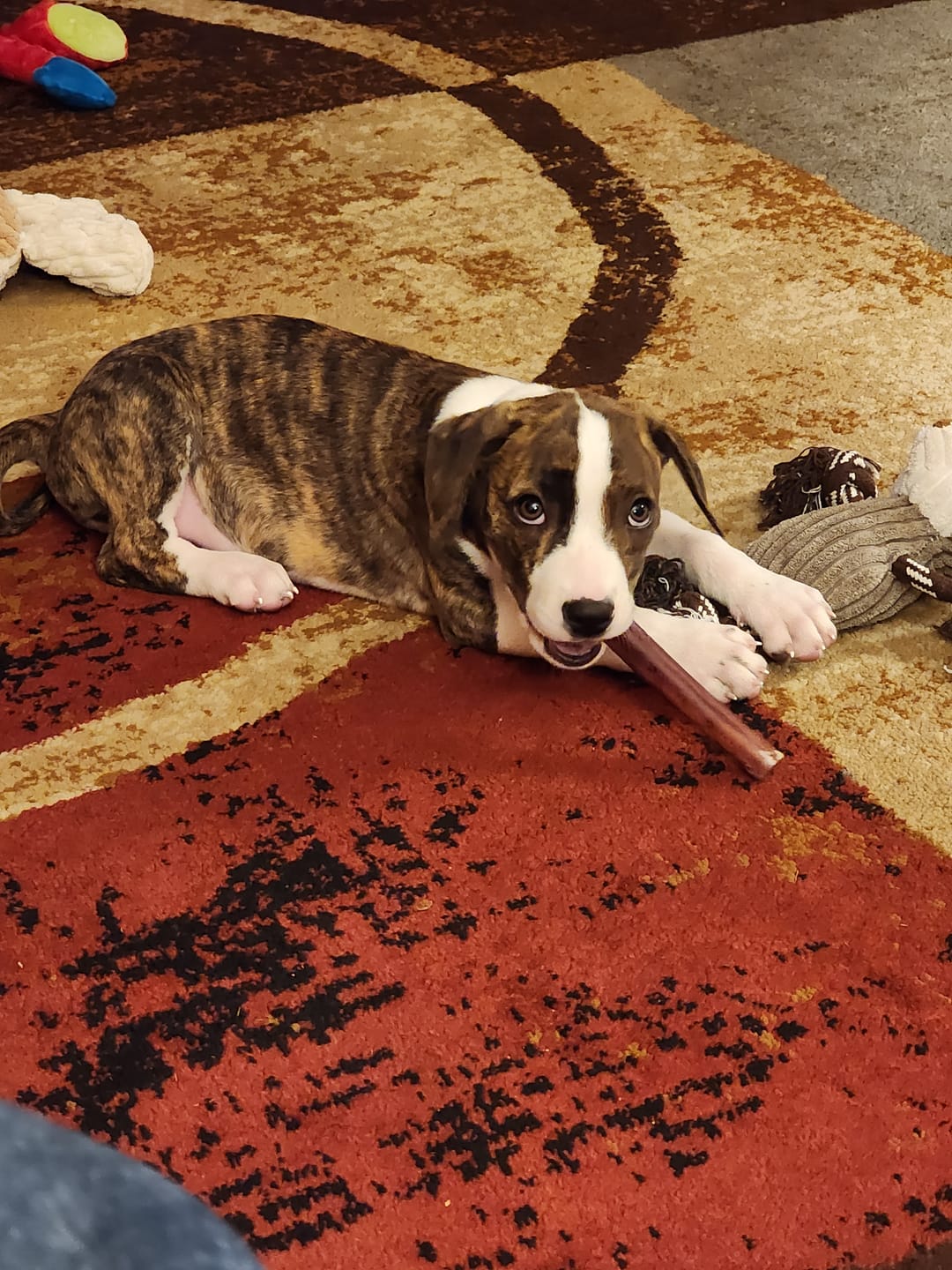 Customer photo review of 6 Inch Thick Bully Stick