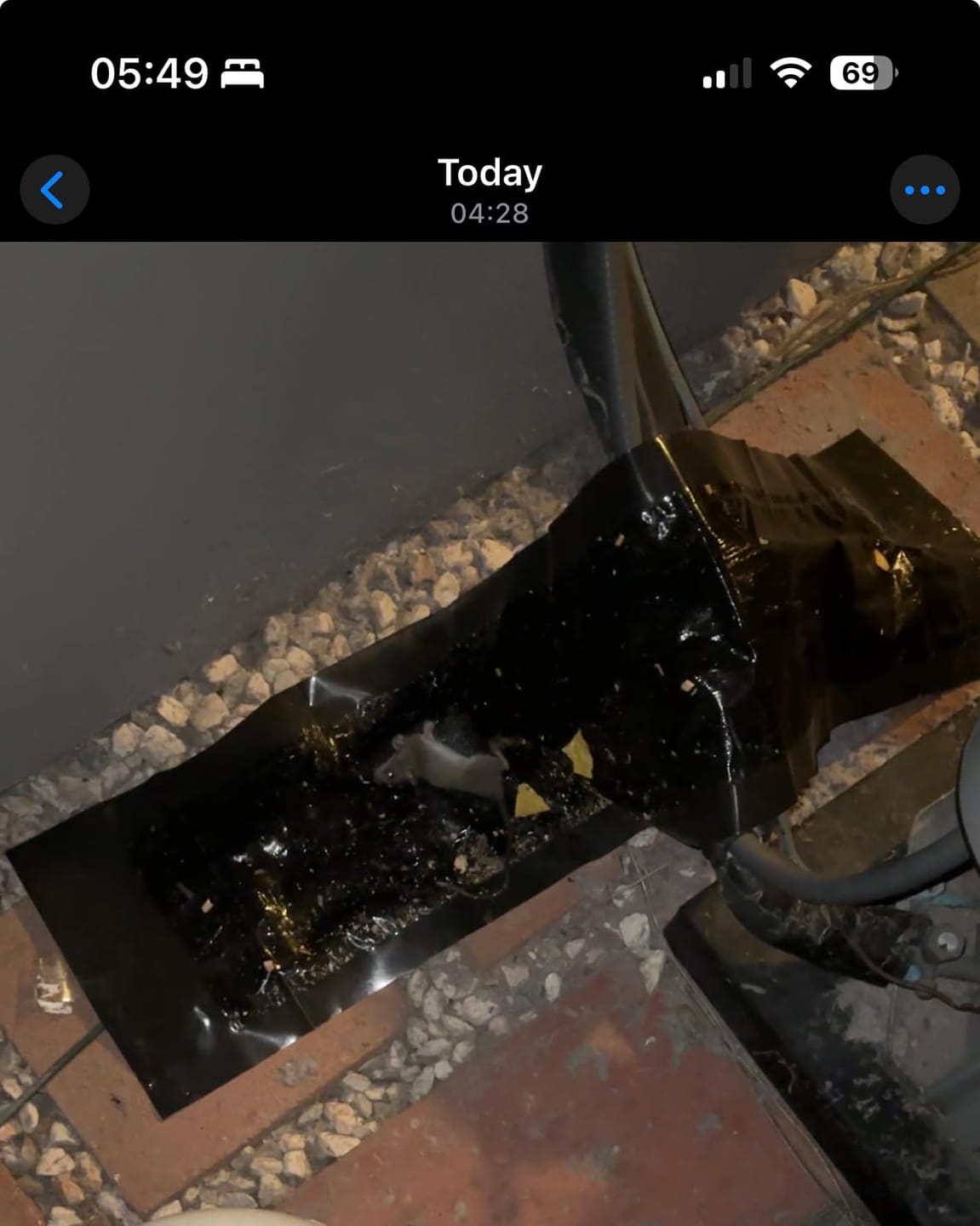 Customer photo review of Large Poison-Free Pest Control Glue Trap