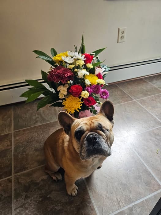 Customer photo review of ClearVision™  Food Drops Daily Eye Support for Dogs