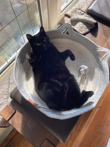 Kunde des Fellnest Katzenkorbs: Eine schwarze Katze liegt entspannt in dem runden, grauen Katzenkörbchen am Fenster.