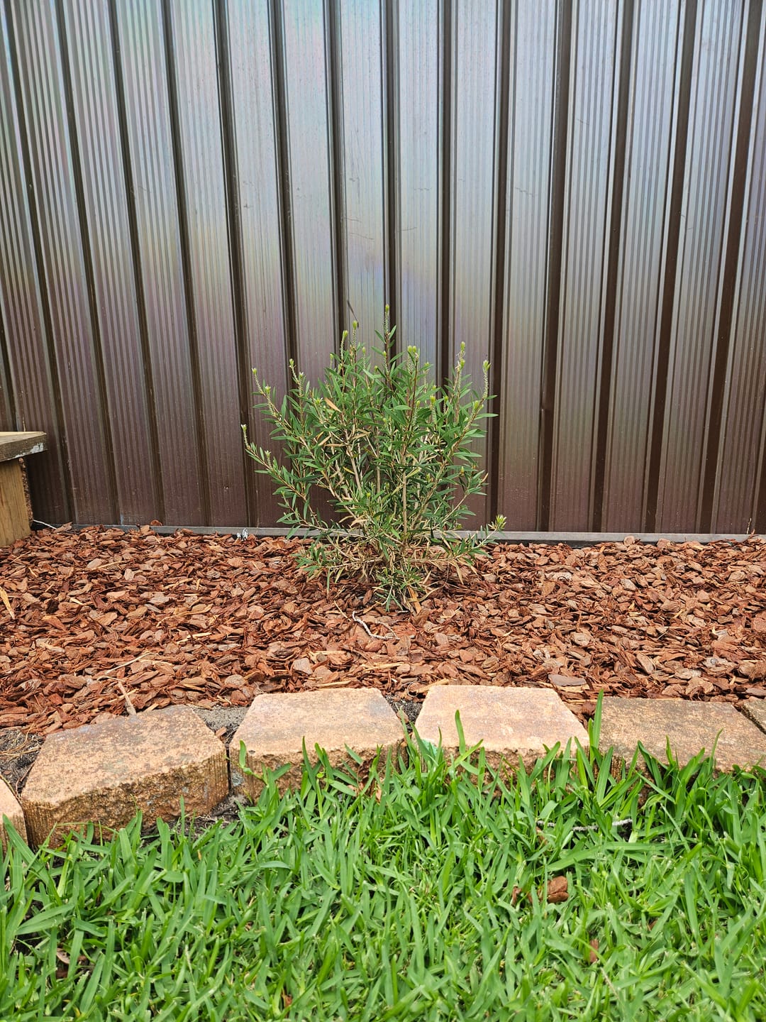 Customer photo review of Candy Pink Bottlebrush - Callistemon 'Candy Pink'