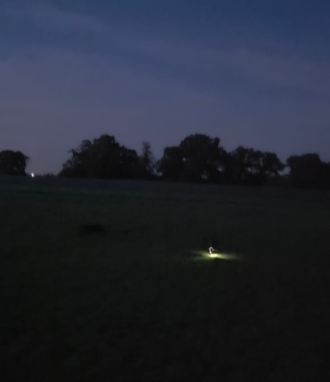 Customer photo review of Staffordshire Bull Terrier 1935® Light