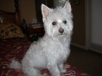 Customer photo review of ClearVision™  Food Drops Daily Eye Support for Dogs
