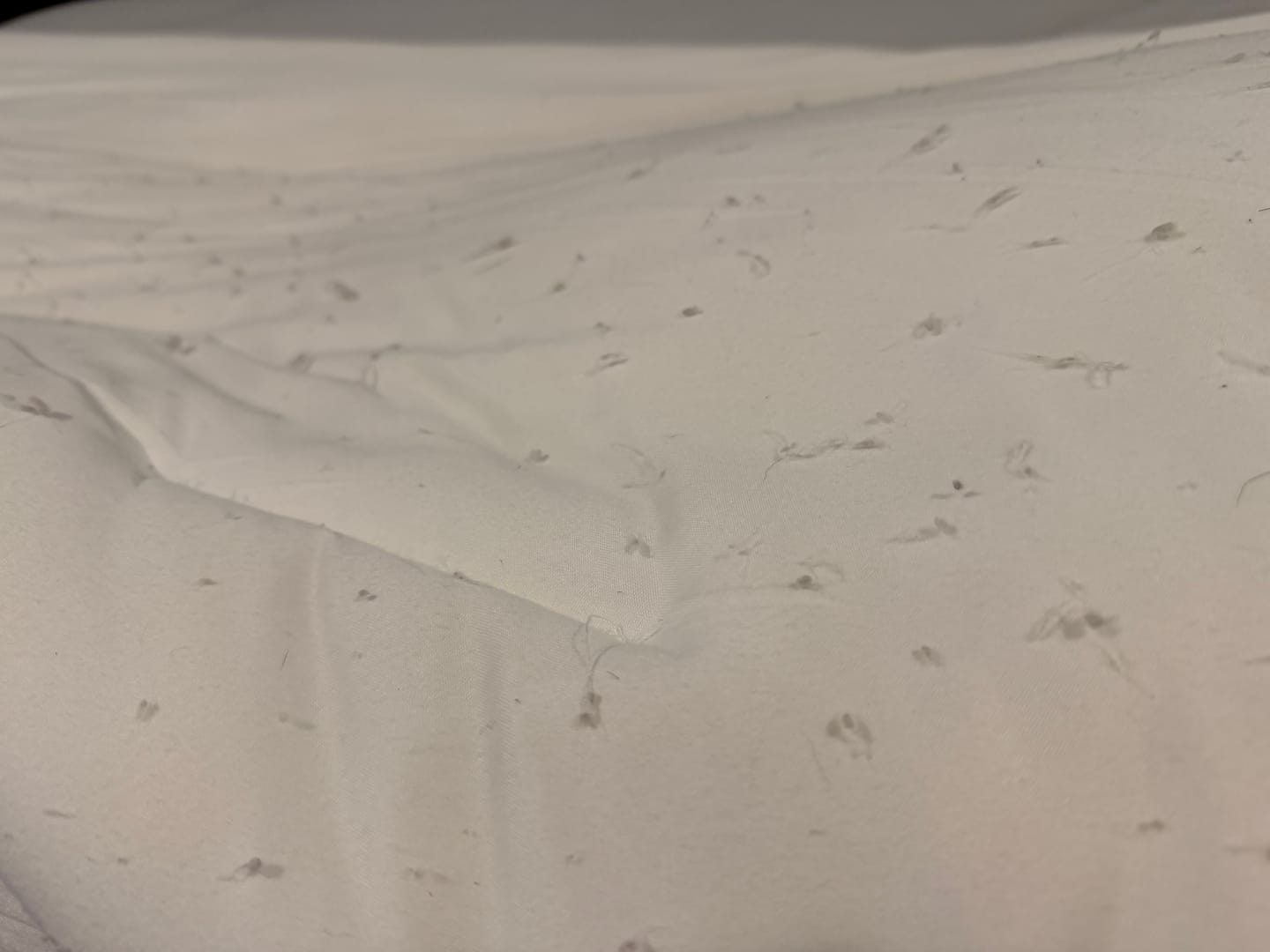 Customer photo review of MarshMellow Comforter
