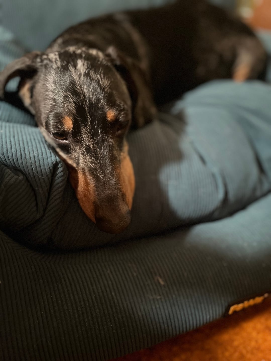 Customer photo review of Dog Car Booster Seat