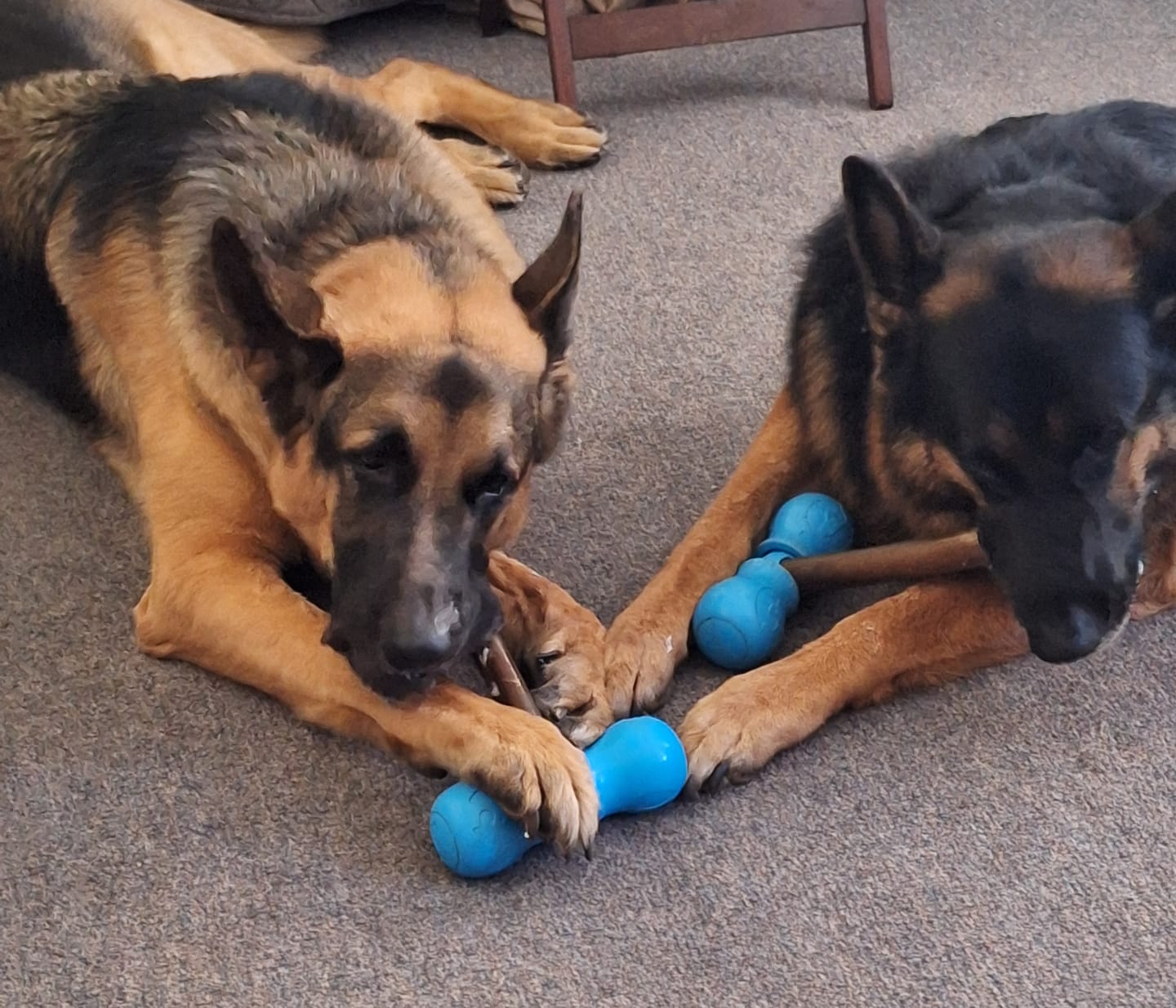Customer photo review of Super Bull Sticks