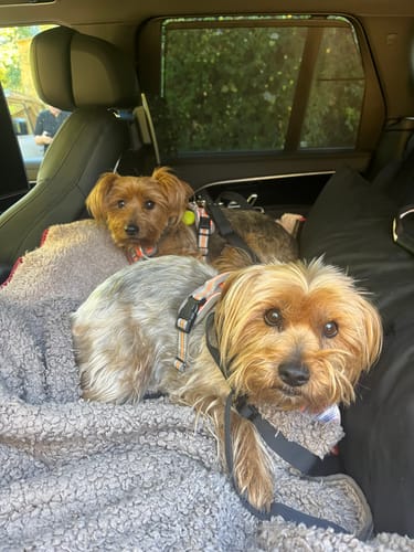 Customer's two small dogs resting comfortably on the grey Dog Dock in a car seat.