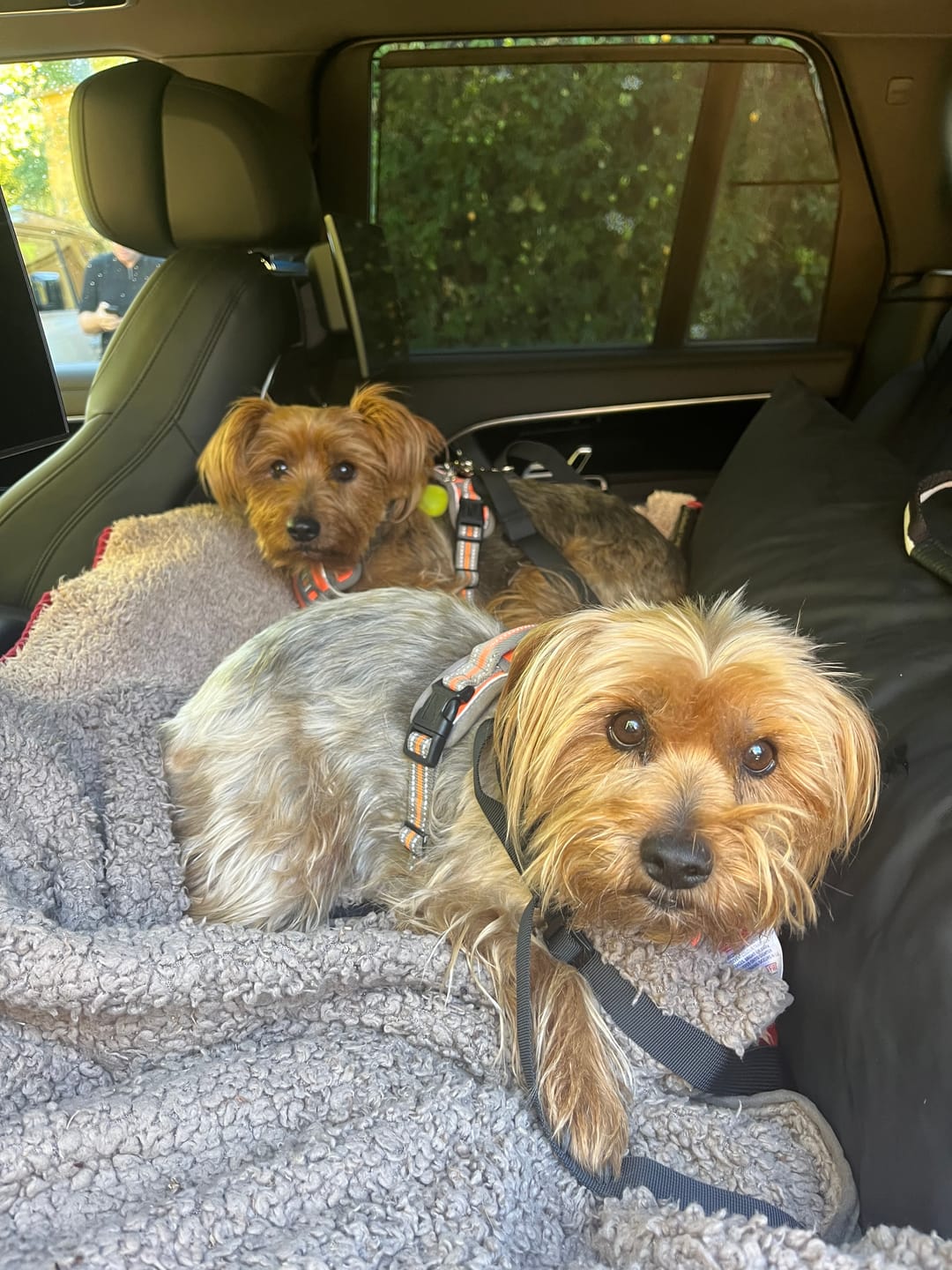 Customer photo review of Dog Dock V2 New & Improved ISO Fix