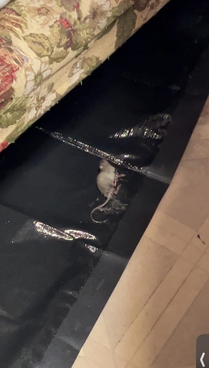 Customer photo review of Large Poison-Free Pest Control Glue Trap