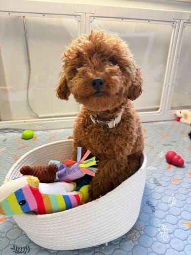 Customer photo review of ClearVision™  Food Drops Daily Eye Support for Dogs