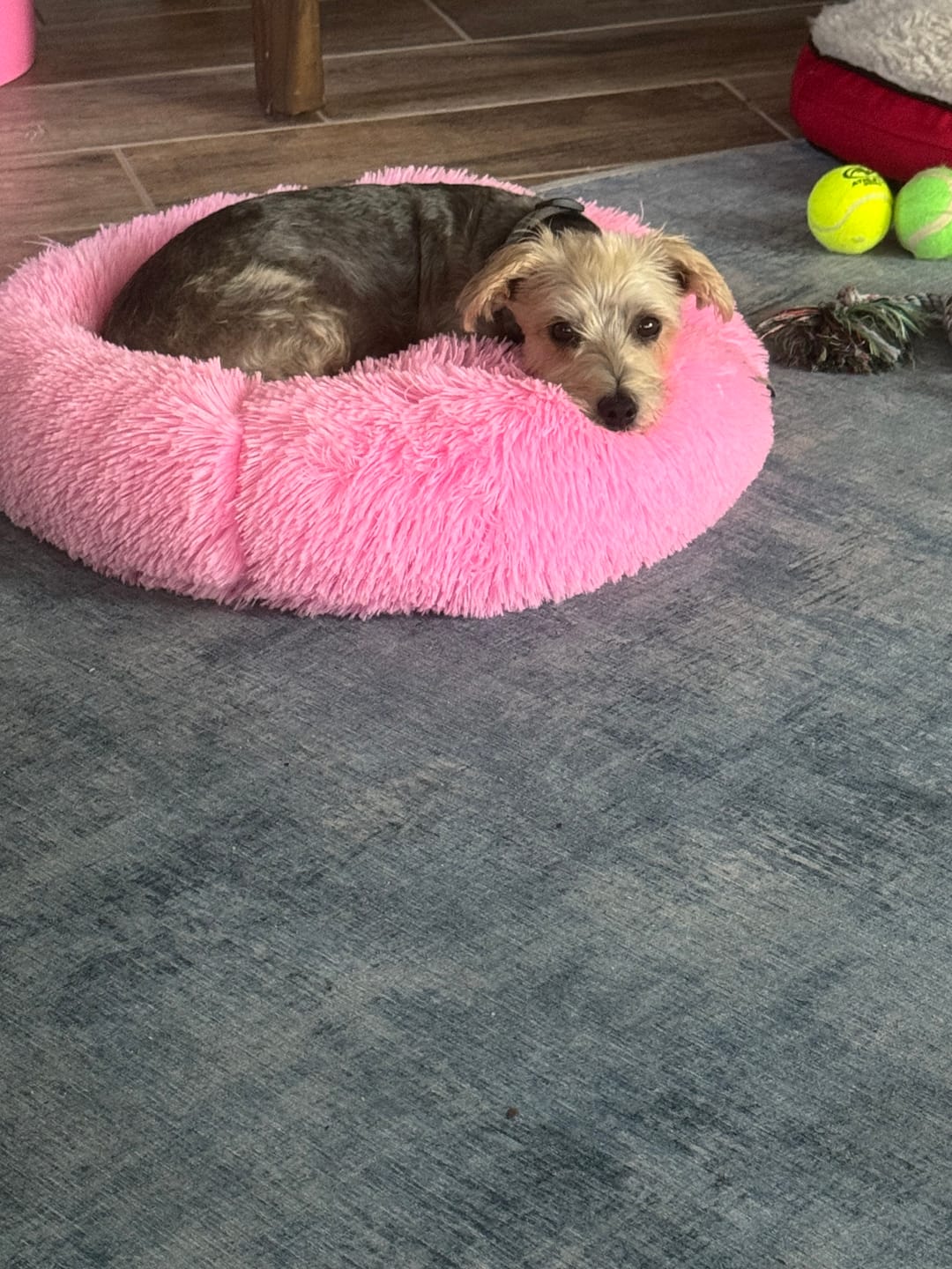 Customer photo review of The Original Fluffy Bean® Pet Bed
