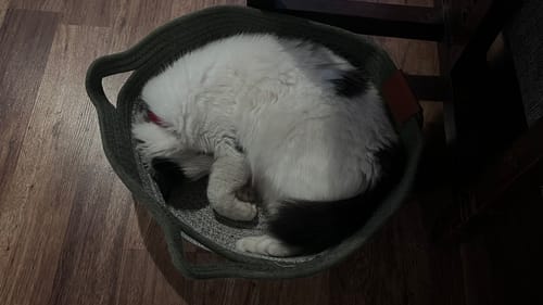 Customer's black and white cat curled up and sleeping inside the gray Instinct Basket on a wooden floor.