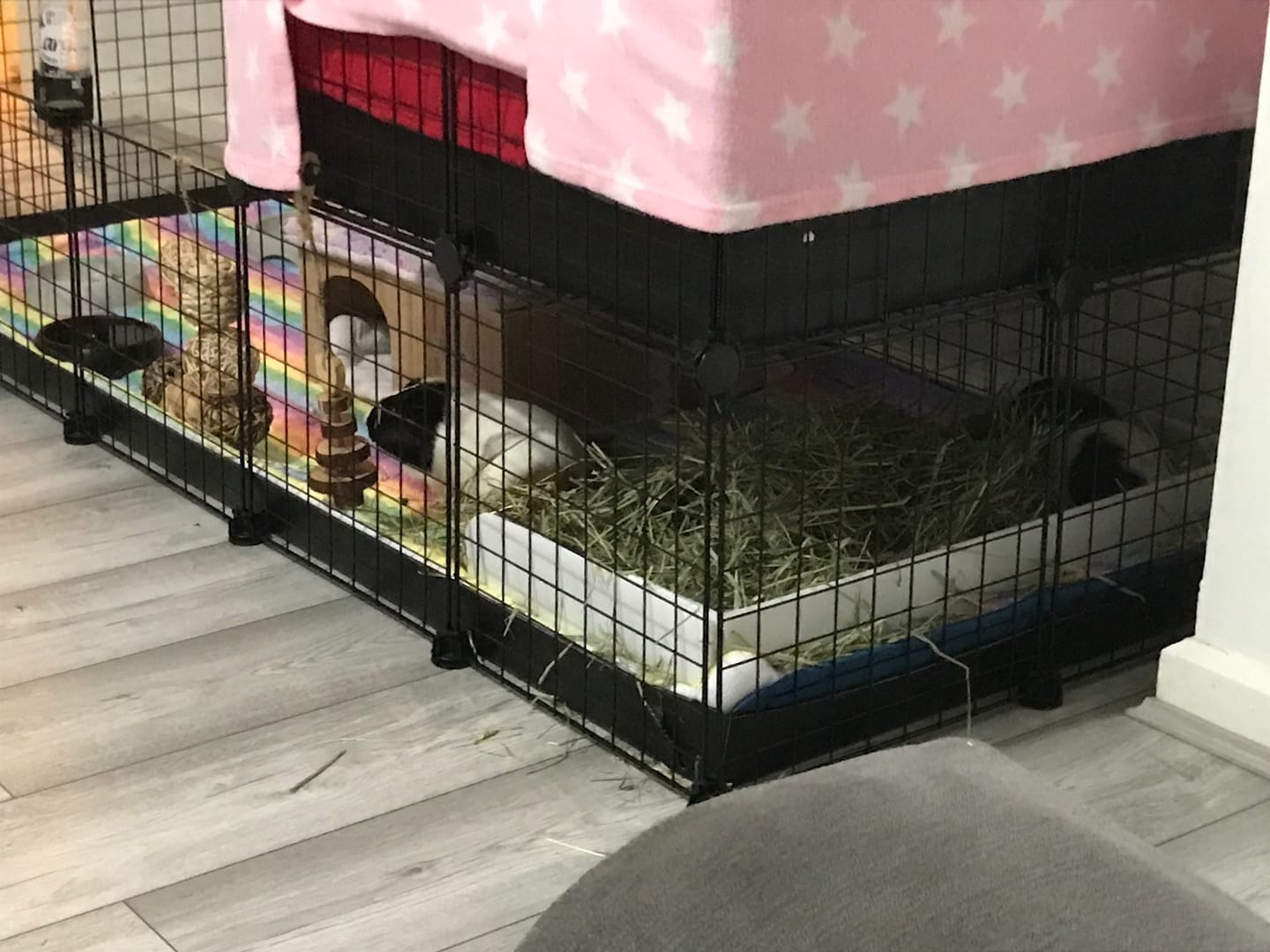 Customer photo review of Second Cut Timothy Hay - Ultra Premium Canadian Hay for Rabbits and Guinea Pigs