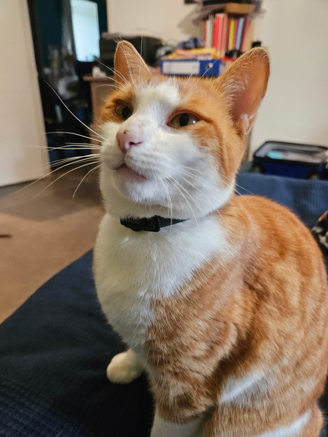 Customer photo review of Breakaway Cat Collar