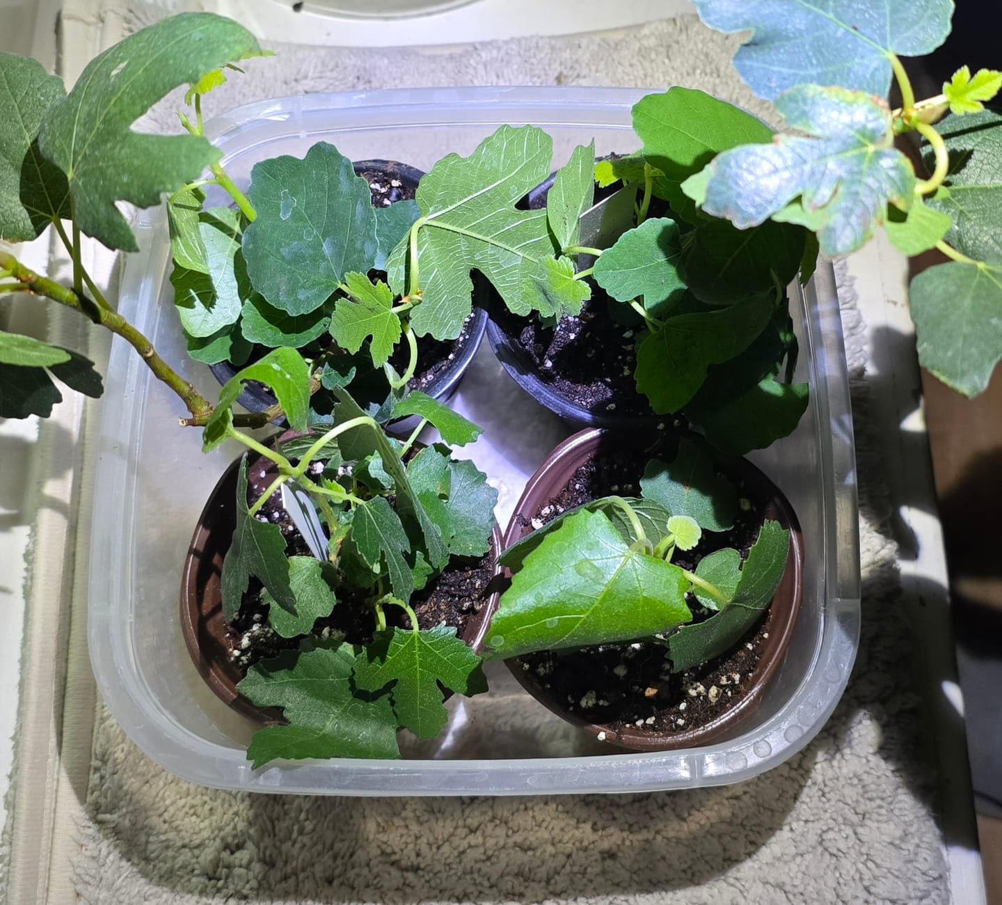 Customer photo review of Italian Honey Fig 'Lattarula'