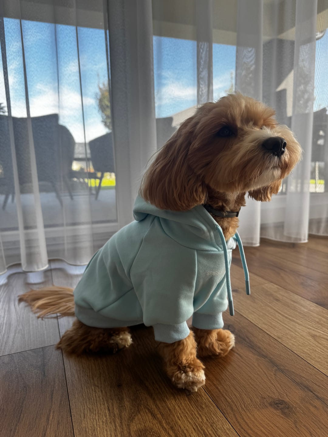 Customer photo review of Essential Dog Hoodie - Baby Blue