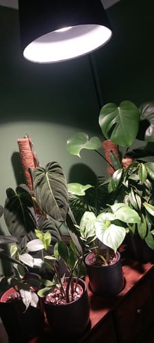 Customer photo review of Pianta Grow Light and Enna Plug-in Ceiling Pendant Bundle