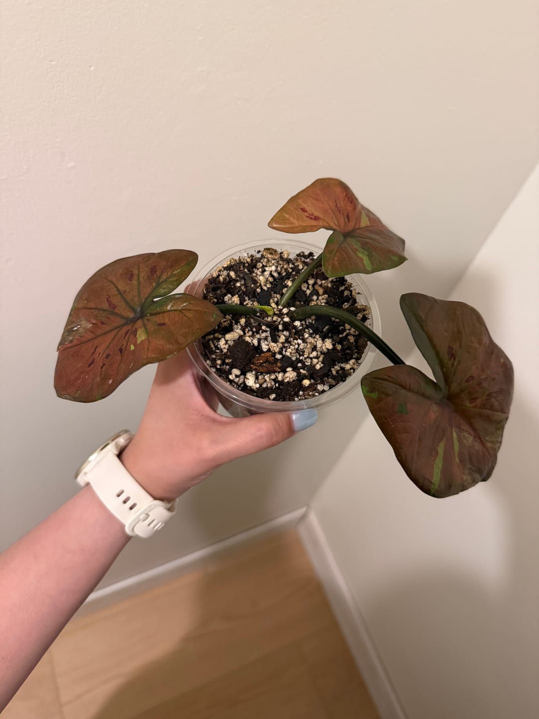 Customer photo review of Caladium ‘Thai Red’