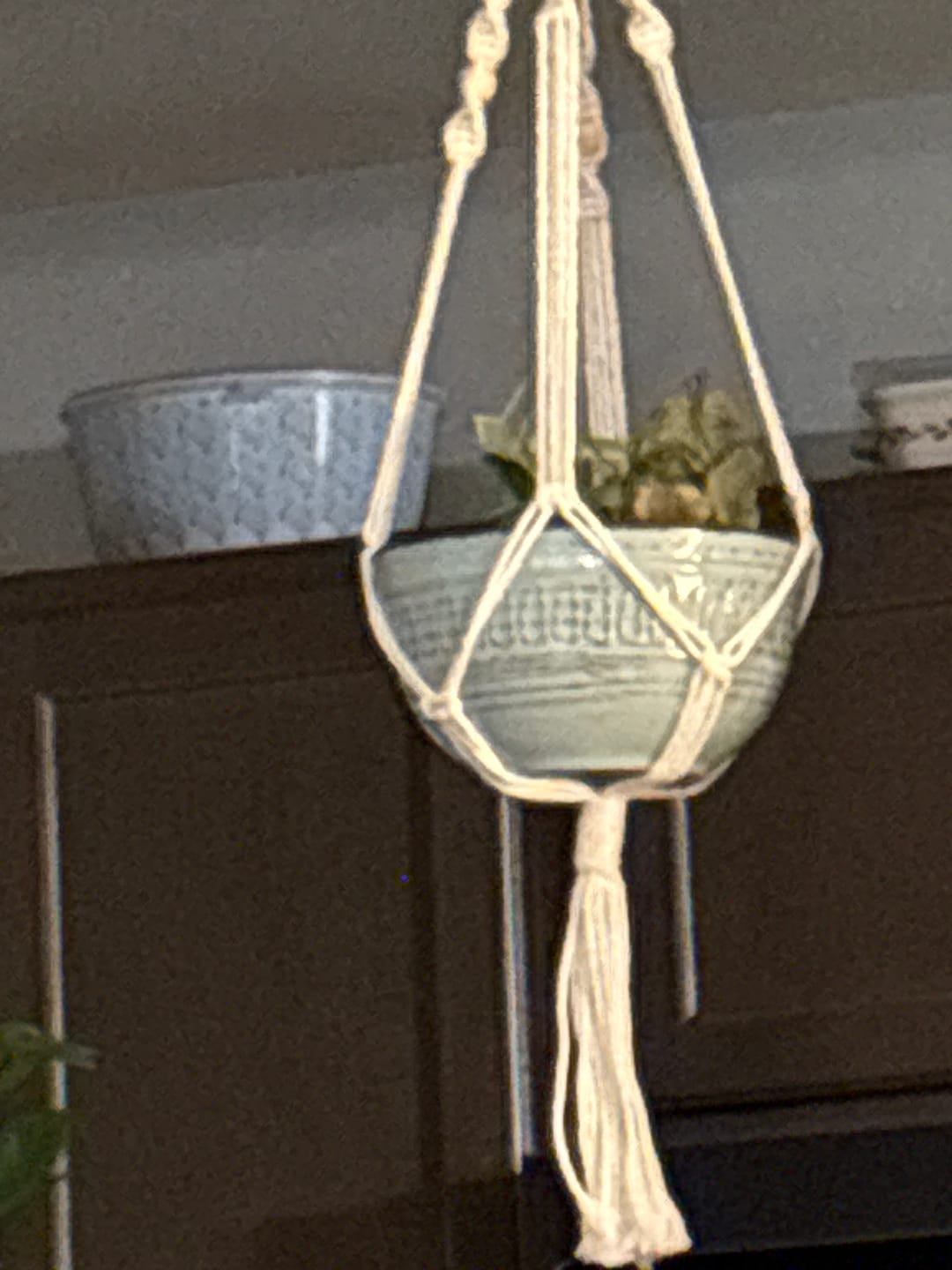 Customer photo review of Variegated English Ivy Live Plant 3"  - Gold Ivy Indoor plant - Low Light Vining Houseplant - Plant - Air Purifying variegated terrarium Plant