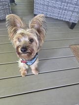 Customer photo review of Dental&Breath Spray- Fresh Puppers