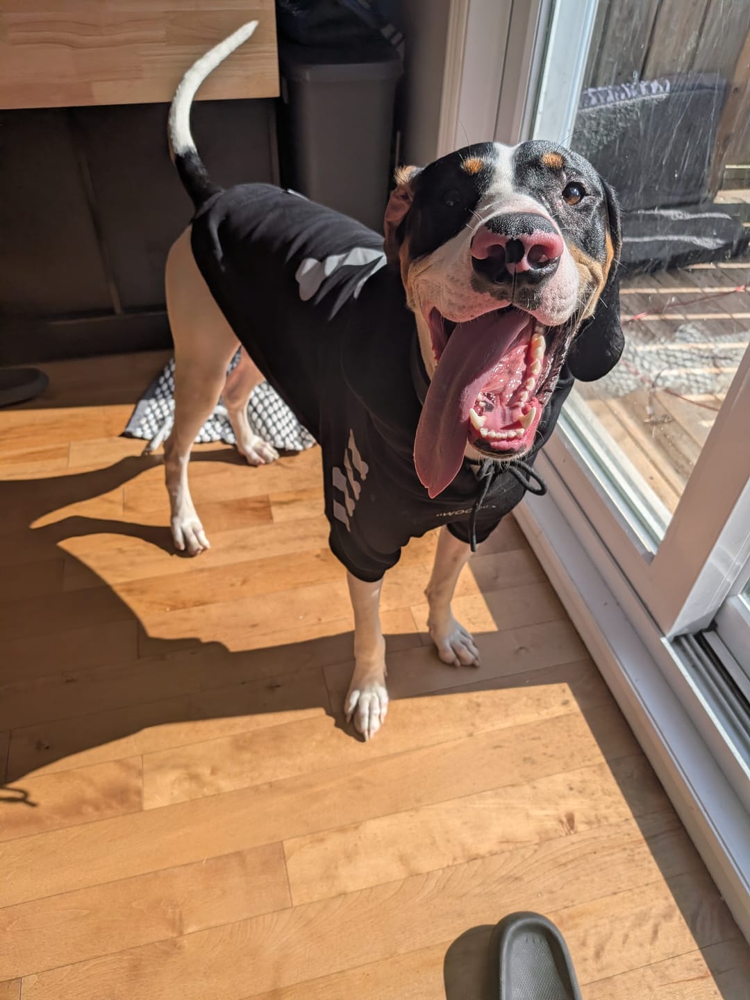Customer photo review of "WOOF" Dog Hoodie - Black & Reflective