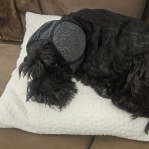 Customer photo review of DogCalm™ Orejeras con cancelación de ruido