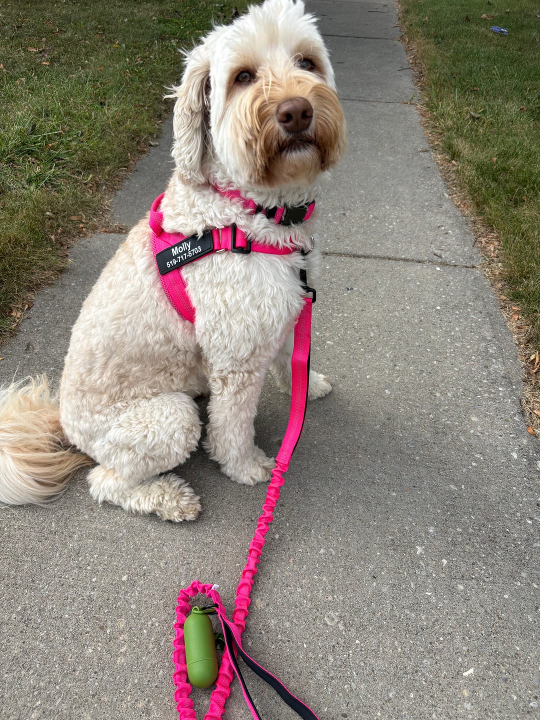 Customer photo review of SafeWalk® Shock-Absorbing Bungee Leash