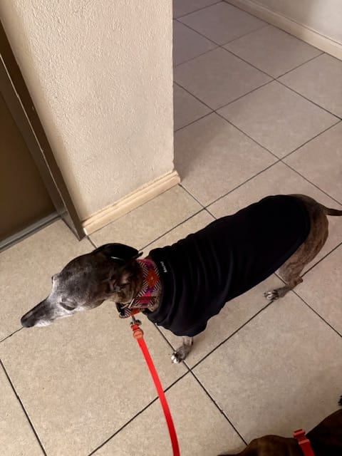 Customer photo review of Polera Térmica Power Stretch™
