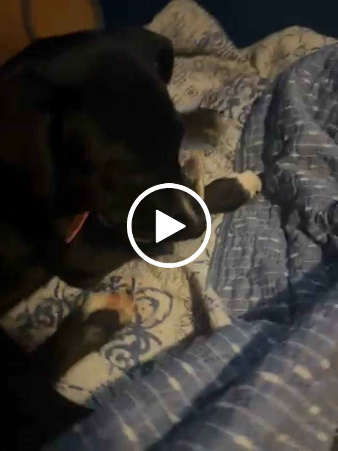 Customer video review of Pack guantes húmedos 6 unidades