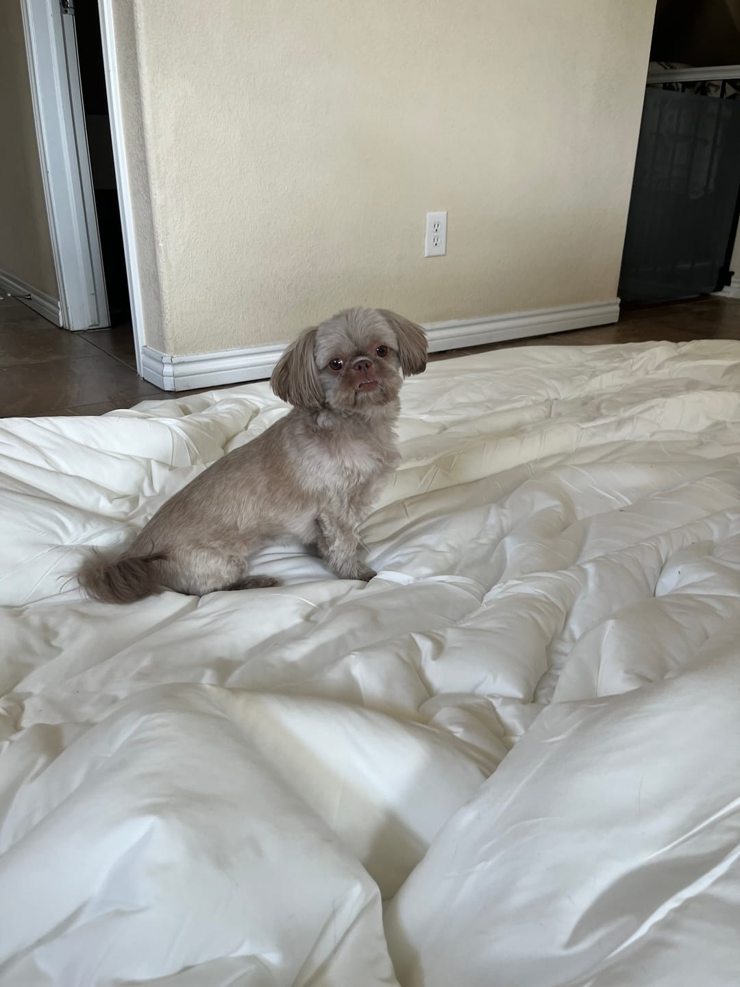 Customer photo review of MarshMellow Comforter