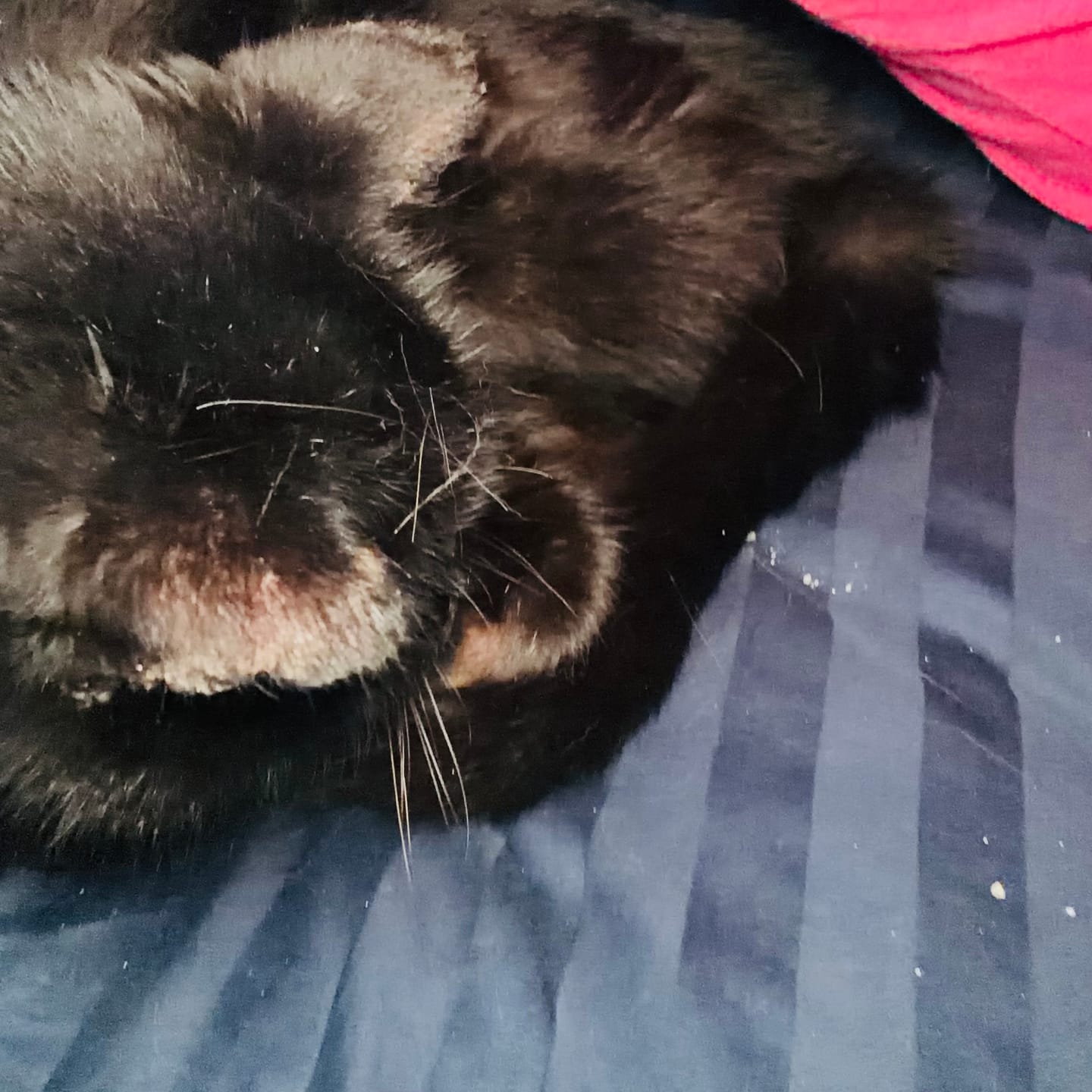 Customer photo review of 6x Blisso Advanced Cat Probiotic