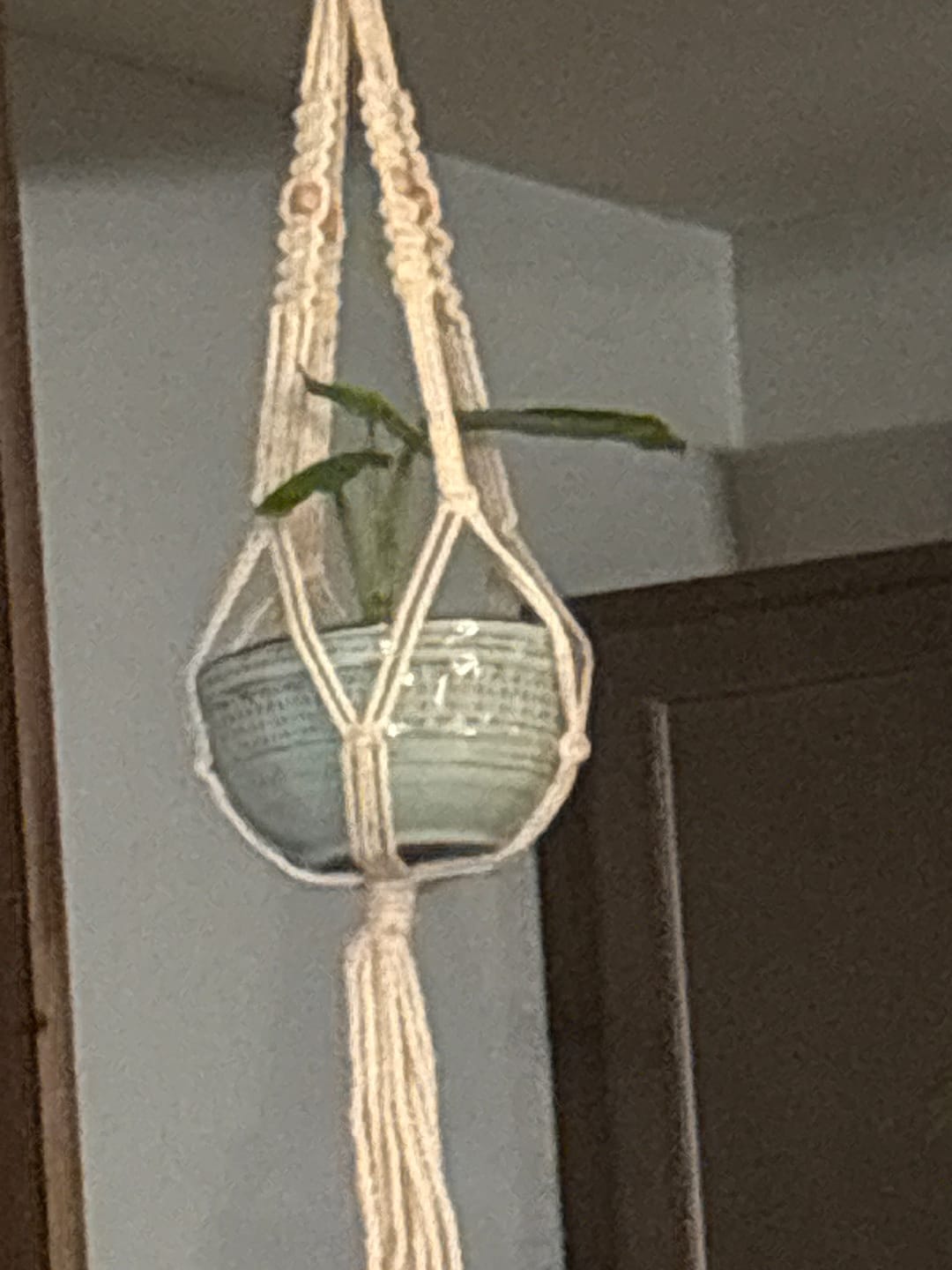 Customer photo review of Live Lemon Lime Prayer Plant - Low Light Office Plant - Maranta Leuconeura - Potted Gift houseplant - Air Purifier Indoor Plant - Gift Plant