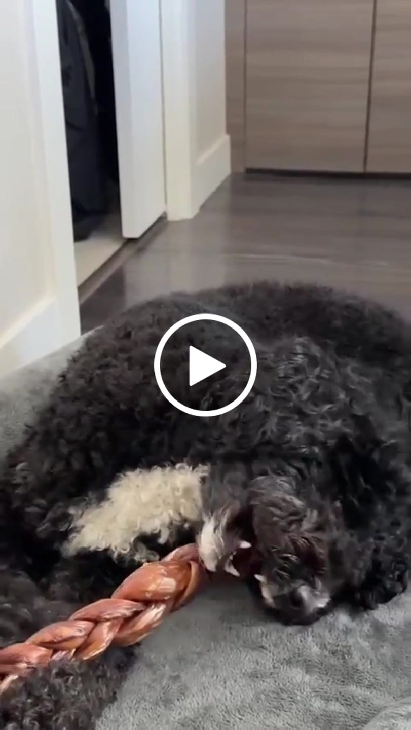 Customer video review of 12 Inch Braided Jerky Stick