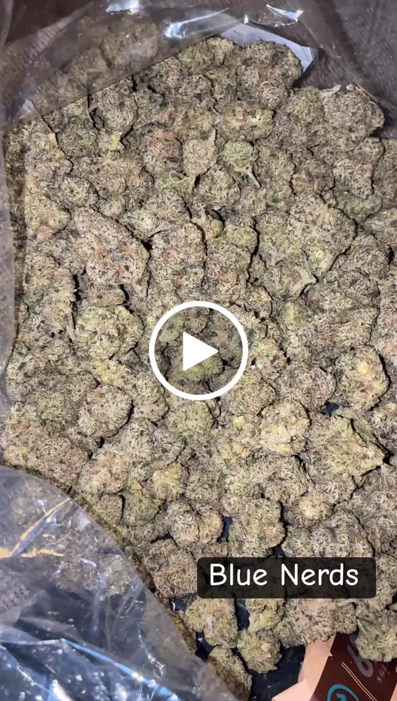 Customer video review of Blue Nerds Indoor - Bulk - Hybrid