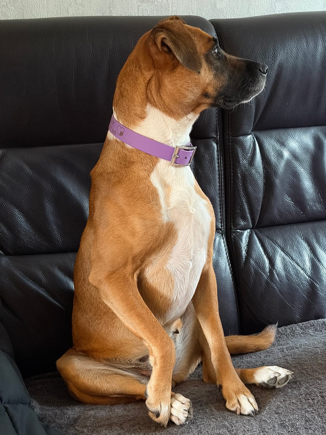 Customer photo review of Laisse en Biothane® pour chien - Confortable, Étanche & Faite Main en France