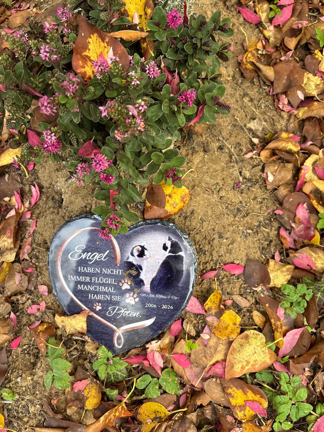 Customer photo review of Personalisiertes Schieferherz - Engel haben Pfoten